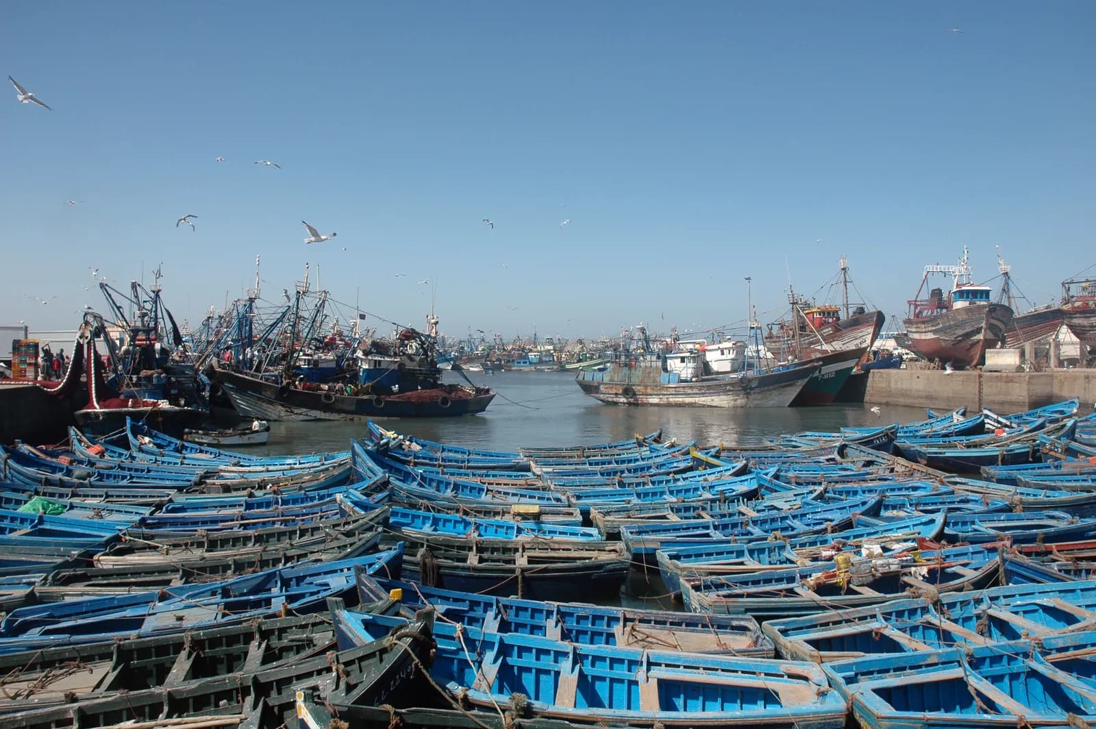 Barques de pêche bleues alignées dans le port d’Essaouira, les remparts en arrière-plan