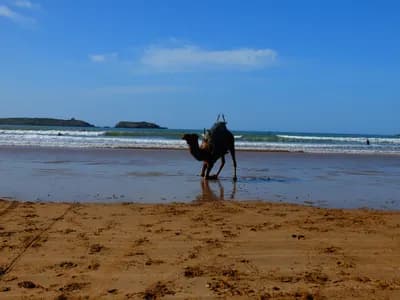 Dromadaire sur la plage d’Essaouira