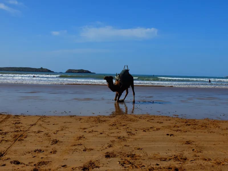 Dromadaire sur la plage d’Essaouira
