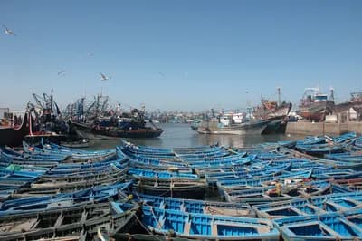 Barques de pêche bleues alignées dans le port d’Essaouira, les remparts en arrière-plan